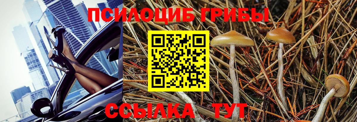 Галлюциногенные грибы Psilocybe  Вход с VPN  Выкса  Псилоцибиновые грибы прущие грибы 